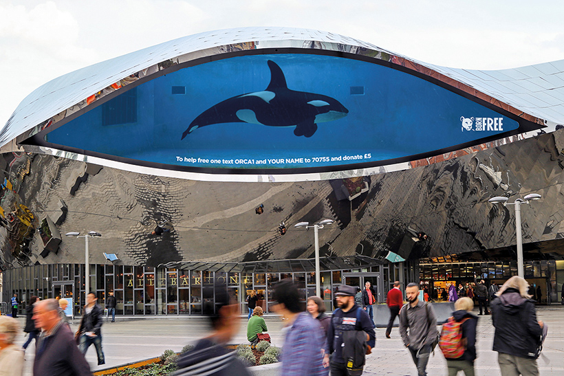 FreeWhalesOutdoor