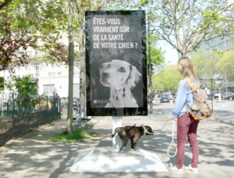 Ситилайт Purina проверяет здоровье собаки по ее моче