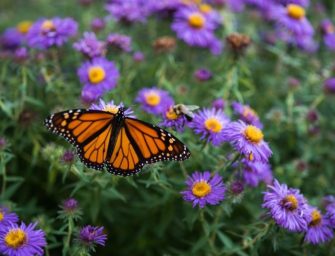 Из рекламных листков Herbal Essences прорастут цветы для бабочек